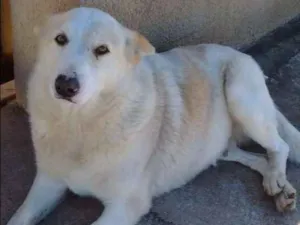 Cachorro raça SRD idade 4 anos nome FÊMEA protetora vera
