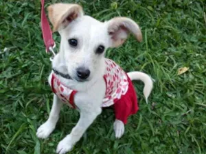 Cachorro raça SRD idade 2 a 6 meses nome LEO/NANDA/SWEET