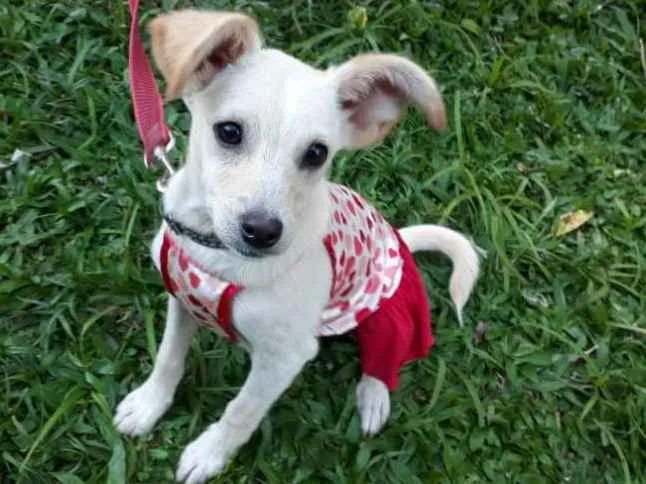 Cachorro ra a SRD idade 2 a 6 meses nome LEO/NANDA/SWEET