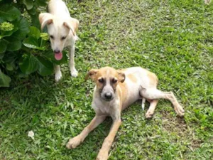 Cachorro raça SRD idade 2 a 6 meses nome Sweet