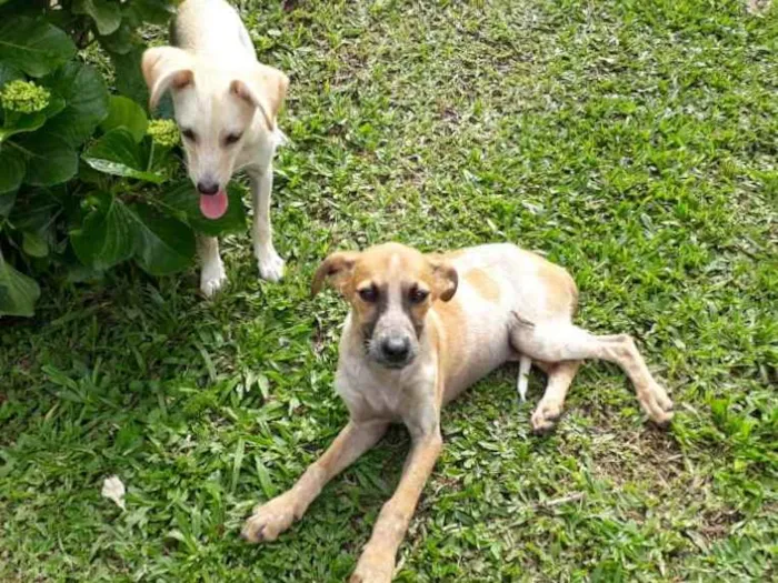 Cachorro ra a SRD idade 2 a 6 meses nome Sweet