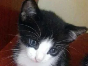 Gato raça  idade Abaixo de 2 meses nome Pipoca e Guaraná