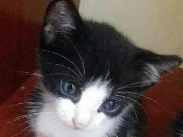 Gato ra a  idade Abaixo de 2 meses nome Pipoca e Guaraná