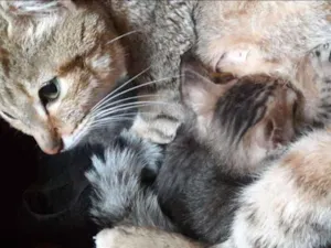 Gato raça Srd idade 2 a 6 meses nome Sem nome