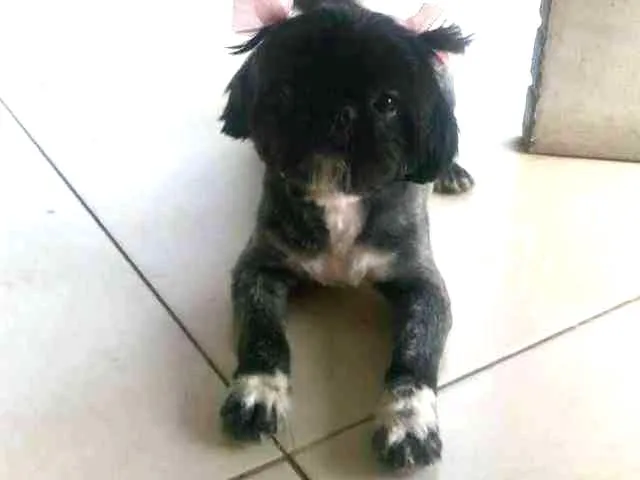 Cachorro ra a Shitzu idade 3 anos nome Coca