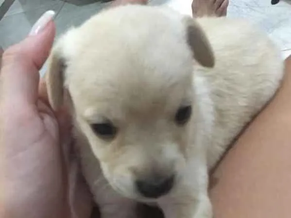 Cachorro ra a Vira lata  idade Abaixo de 2 meses nome Não tem 