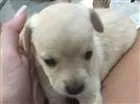 Cachorro raça Vira lata  idade Abaixo de 2 meses nome Não tem 