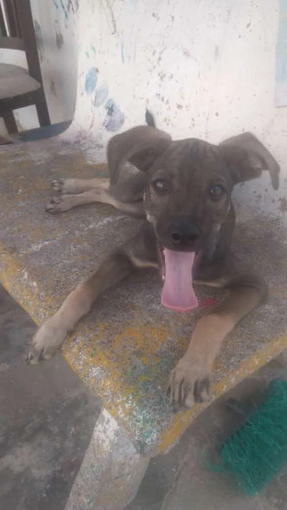 Cachorro ra a Vira-lata idade 2 a 6 meses nome Coragem