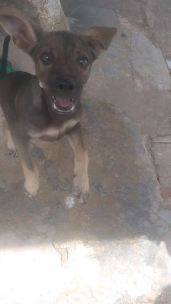Cachorro ra a Vira-lata idade 2 a 6 meses nome Coragem