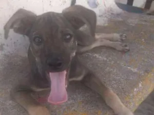 Cachorro raça Vira-lata idade 2 a 6 meses nome Coragem