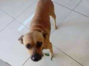 Cachorro raça Misturada idade 3 anos nome Lalinha