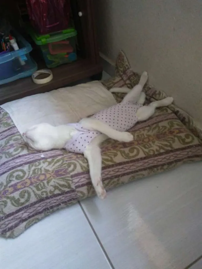 Gato ra a SRD idade 7 a 11 meses nome × Gatinha Castrada ×