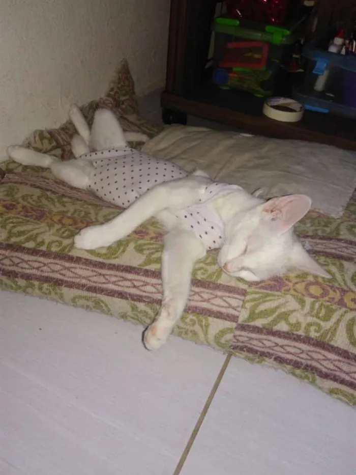 Gato ra a SRD idade 7 a 11 meses nome × Gatinha Castrada ×