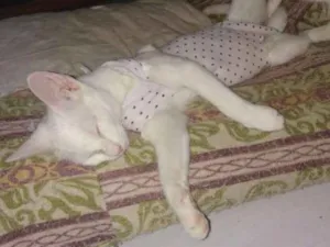 Gato raça SRD idade 7 a 11 meses nome × Gatinha Castrada ×
