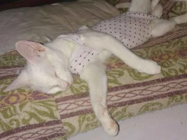 Gato ra a SRD idade 7 a 11 meses nome × Gatinha Castrada ×