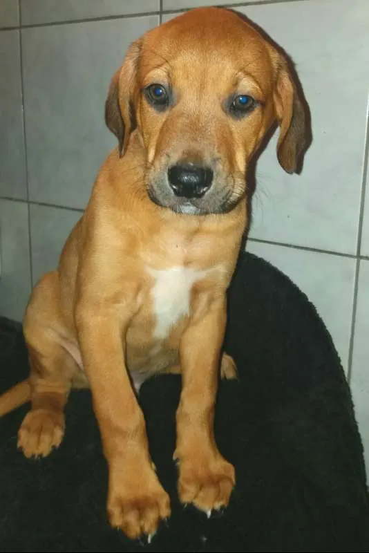 Cachorro ra a SRD idade 2 a 6 meses nome SCOOBY