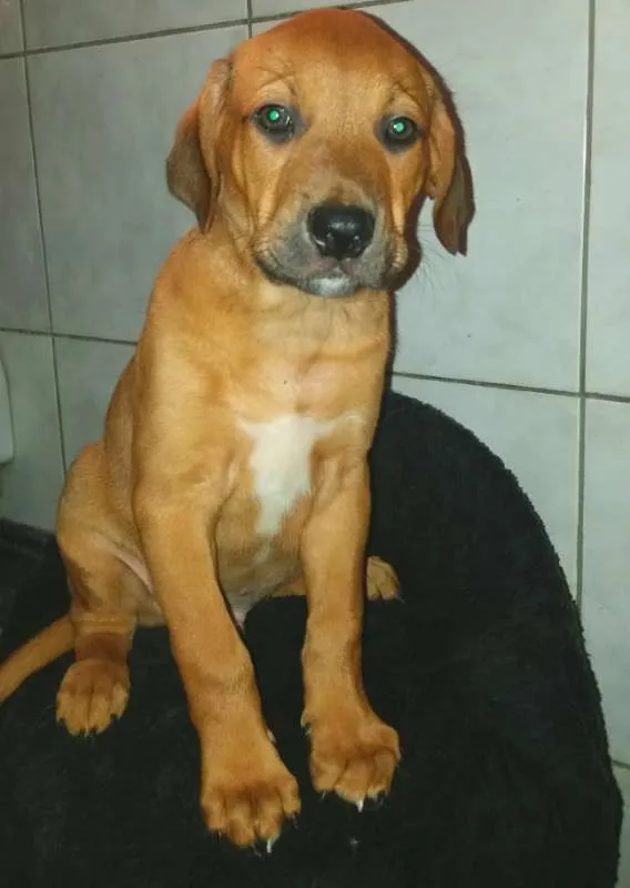 Cachorro ra a SRD idade 2 a 6 meses nome SCOOBY
