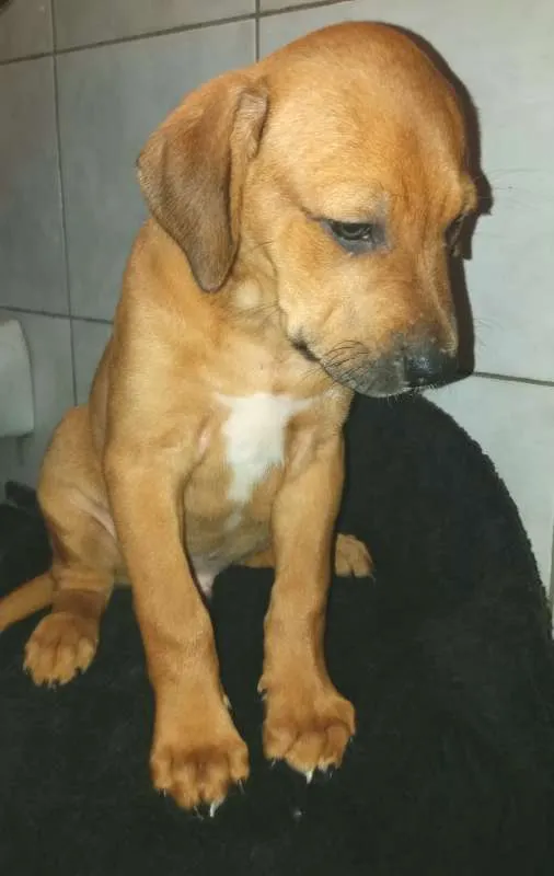 Cachorro ra a SRD idade 2 a 6 meses nome SCOOBY