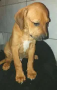 SCOOBY