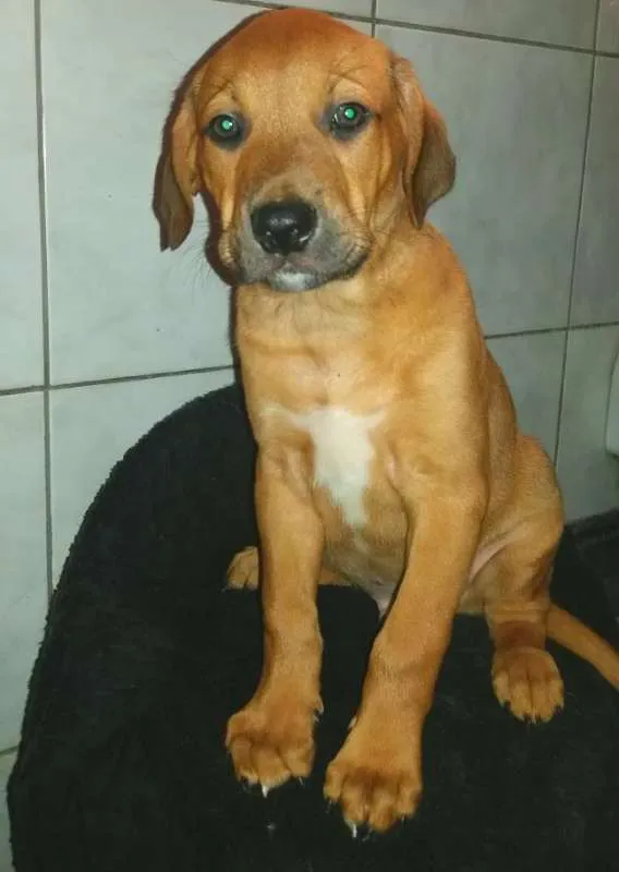Cachorro ra a SRD idade 2 a 6 meses nome SCOOBY