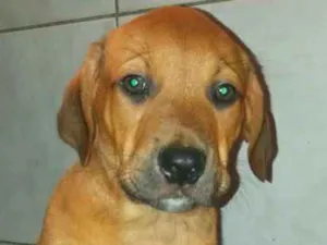 Cachorro raça SRD idade 2 a 6 meses nome SCOOBY