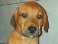 SCOOBY