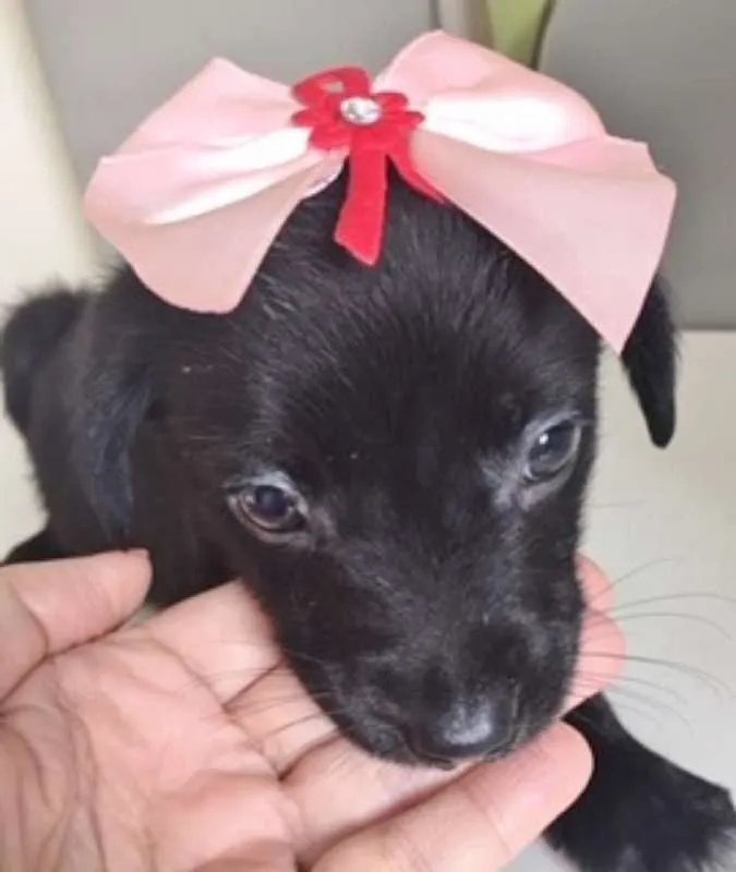 Cachorro ra a SRD idade 2 a 6 meses nome FLORISBELA