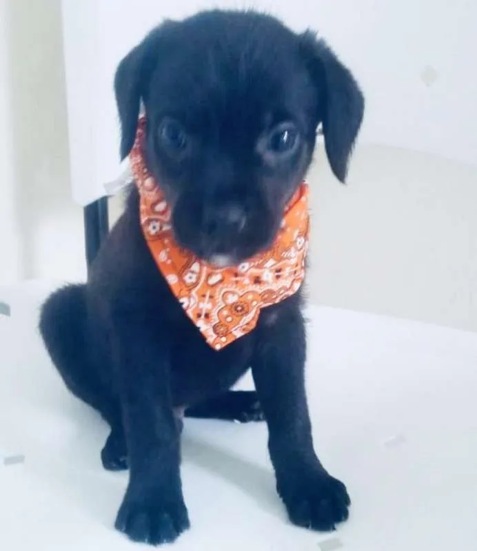 Cachorro ra a SRD idade 2 a 6 meses nome ZÉ PRETINHO