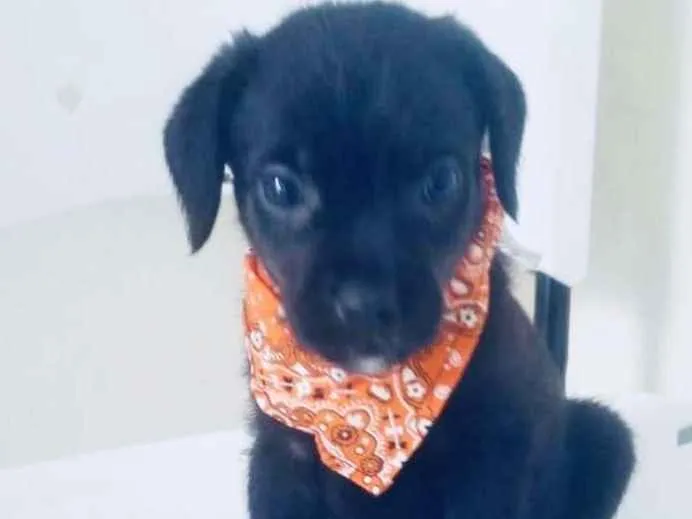 Cachorro ra a SRD idade 2 a 6 meses nome ZÉ PRETINHO