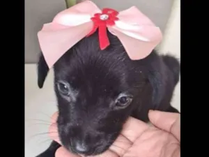 Cachorro raça SRD idade 2 a 6 meses nome FLORISBELA