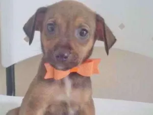 Cachorro raça SRD idade 2 a 6 meses nome CHOCOLATE