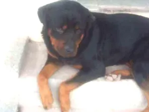 Cachorro raça Rottweiler idade 2 anos nome Rock
