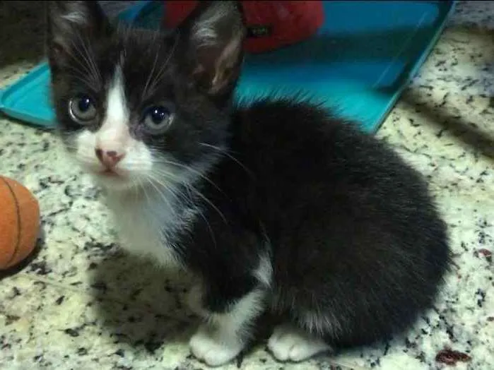 Gato ra a SRD idade Abaixo de 2 meses nome Sem nome