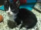 Gato raça SRD idade Abaixo de 2 meses nome Sem nome