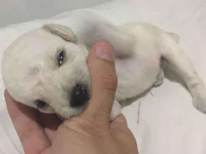 Cachorro raça Vira Lata  idade Abaixo de 2 meses nome Não 