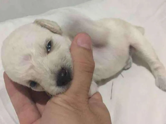 Cachorro ra a Vira Lata  idade Abaixo de 2 meses nome Não 