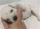 Cachorro raça Vira Lata  idade Abaixo de 2 meses nome Não 