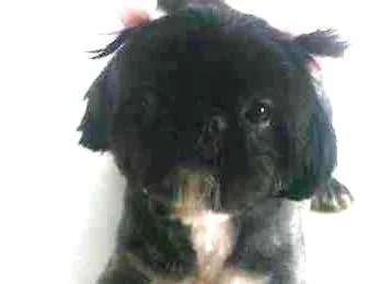 Cachorro ra a Shitzu idade 3 anos nome Coca