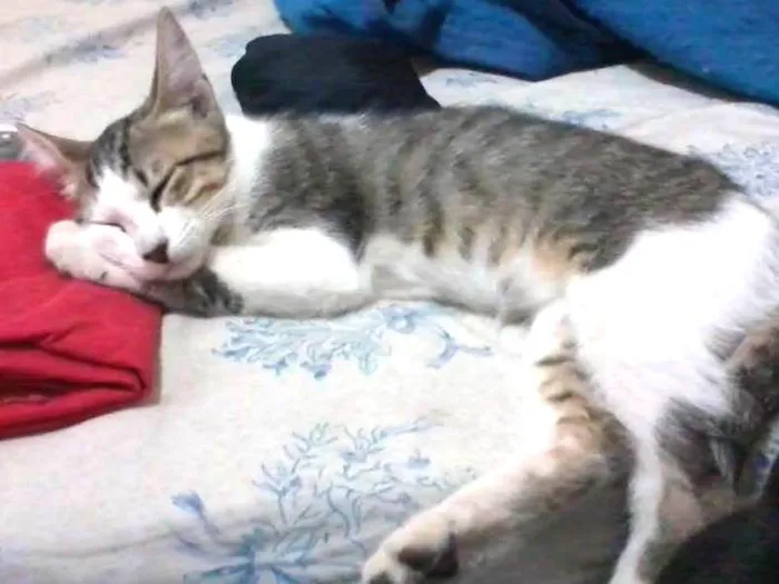 Gato ra a  idade 7 a 11 meses nome mukeka