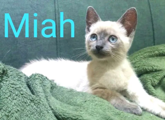 Gato ra a  idade 2 a 6 meses nome Miah