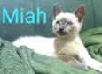 Miah