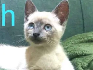 Gato raça  idade 2 a 6 meses nome Miah