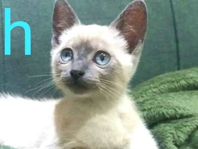 Gato ra a  idade 2 a 6 meses nome Miah