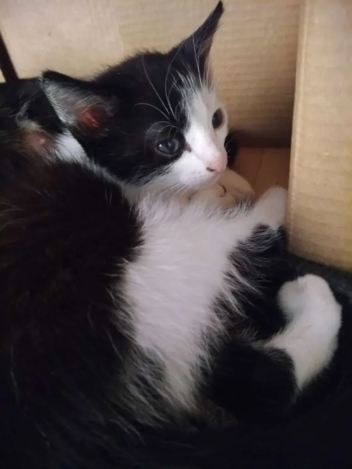 Gato raça Não identificada idade 2 a 6 meses nome Ainda não tem nome