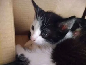 Gato raça Não identificada idade 2 a 6 meses nome Ainda não tem nome