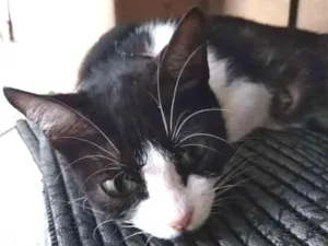 Gato raça Não sabemos idade 1 ano nome Meg 