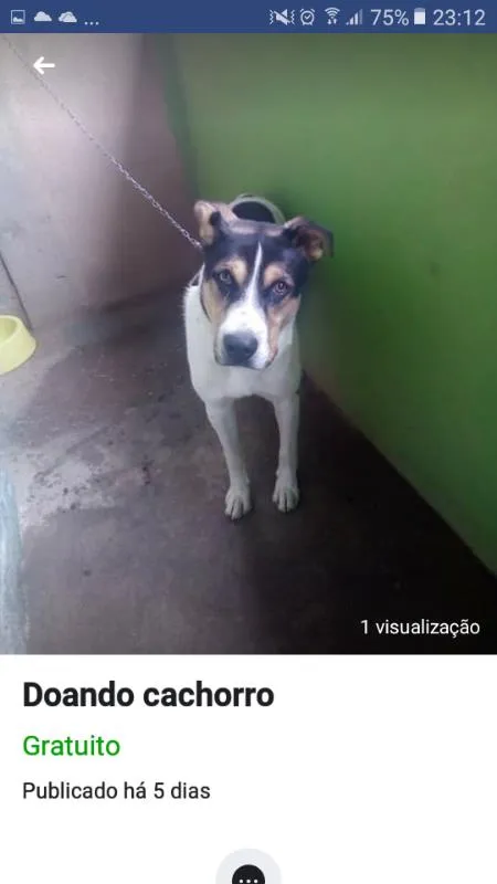 Cachorro ra a Vira lata com pastor alemão  idade 7 a 11 meses nome Max