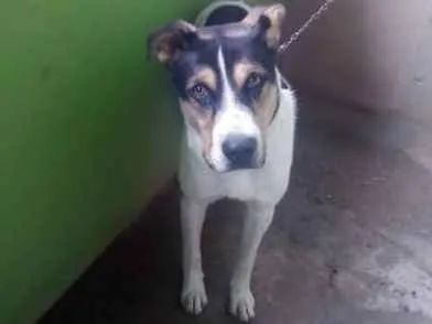 Cachorro ra a Vira lata com pastor alemão  idade 7 a 11 meses nome Max