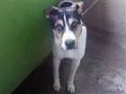 Cachorro raça Vira lata com pastor alemão  idade 7 a 11 meses nome Max