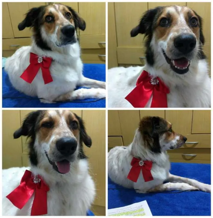Cachorro ra a  idade 3 anos nome Bela
